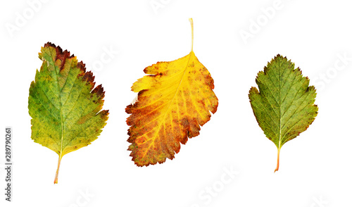 Set of yellow and green aut...
