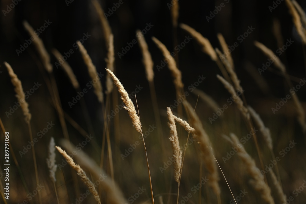 dry forest grass in the field, in evening sun dry forest grass in the field, in evening sun