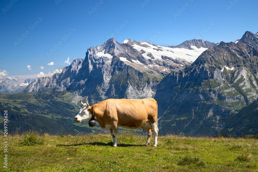 Swiss cow