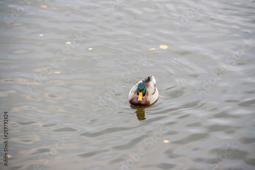A duck swims