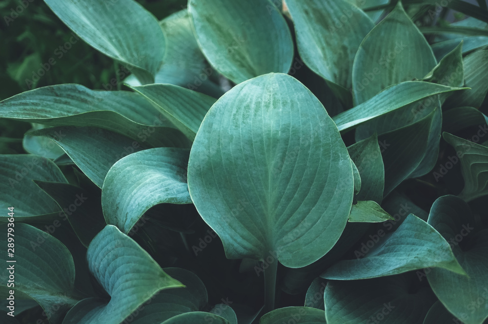 Beautiful vegetable background from the leaves of Hosta after a rain. Wallpaper. Close up - obrazy, fototapety, plakaty 