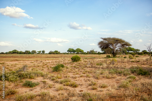 Savanna in Africa, Kenya, Safari