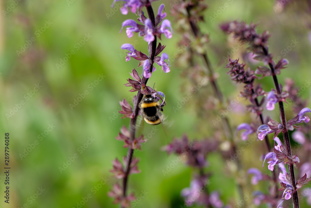 European honey bee on the flower European honey bee on the flower