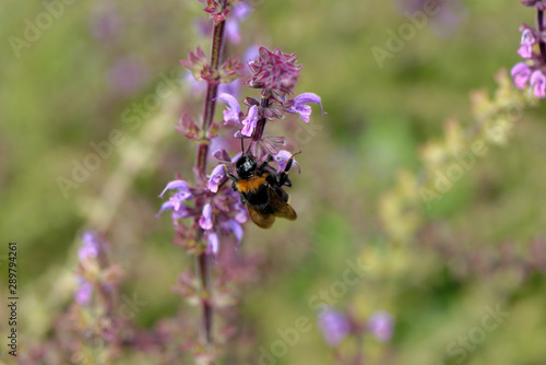 Fototapeta Naklejka Na Ścianę i Meble -  European honey bee on the flower