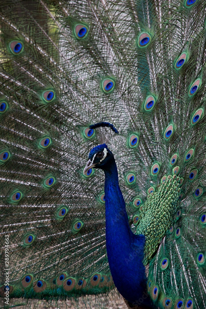 Obraz premium Portrait of a white peacock in the zoo, beautiful birds in the Park, blue male adult peacock with fully deployed tail feathers.