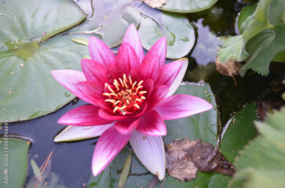 Lotus flower blooming pink white on green leaf background, water Lily Queen Lotus flower blooming pink white on green leaf background, water Lily Queen