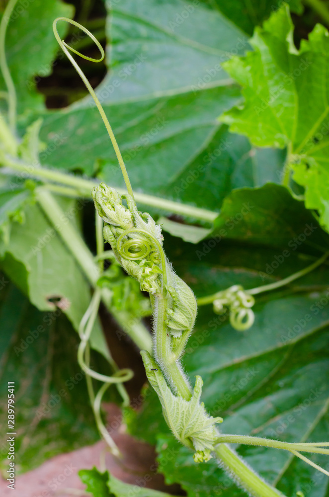 Green Young Leaves of Pumpkin Plant In Natural Garden. Green Young Leaves of Pumpkin Plant In Natural Garden.