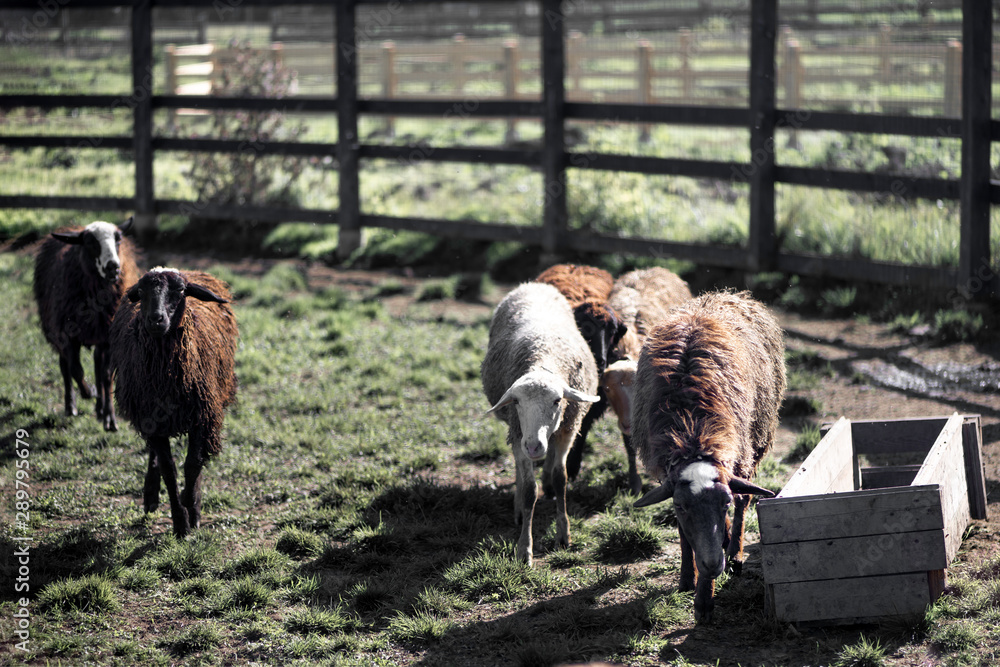 Obraz premium shepherd herding a flock of sheep in a meadow