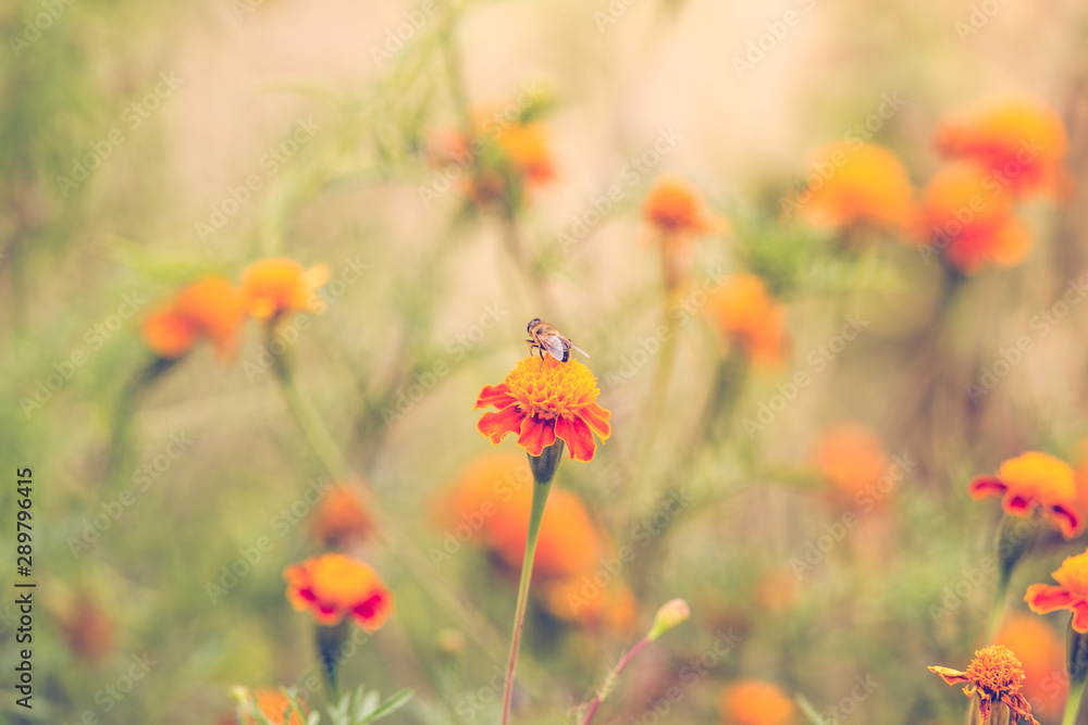 Autumn background with orange marigolds 
