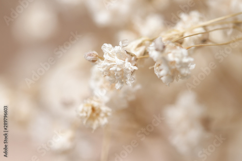 Gypsophila dry little white flowers brunch macro © Tanaly