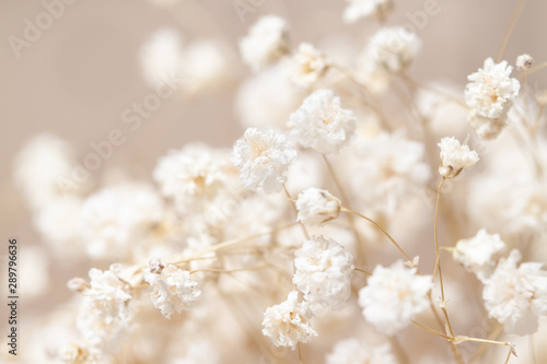 Fotografiet Gypsophila dry little white flowers light macro