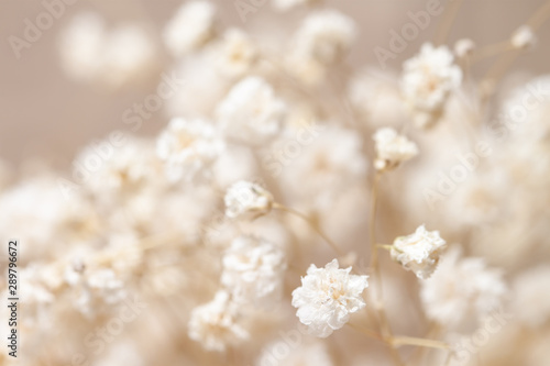 Gypsophila dry little white flowers with macro for invitation