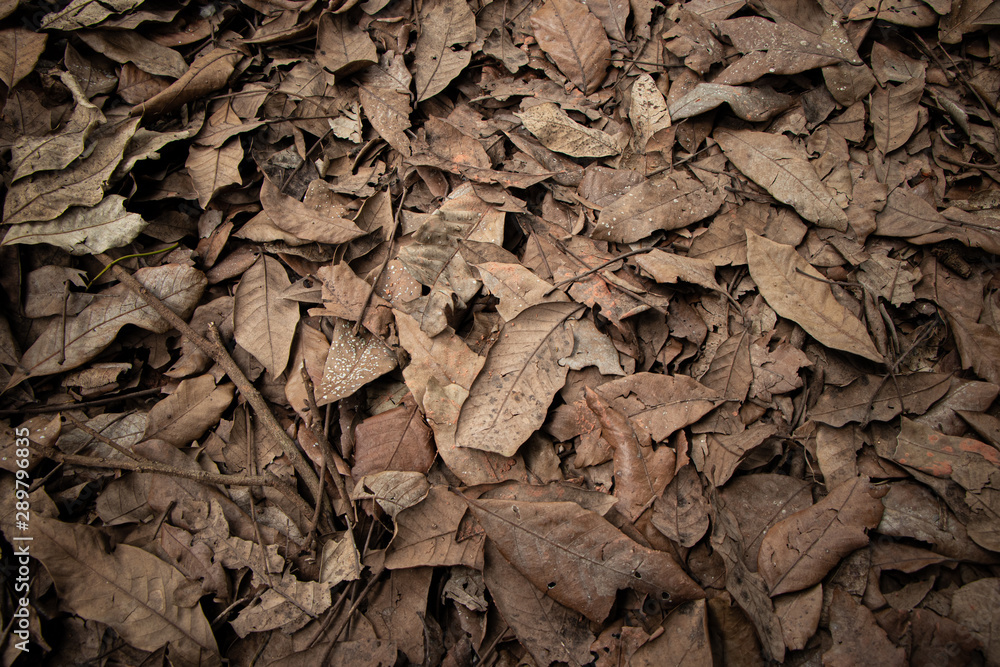the texture of dry leaf the texture of dry leaf