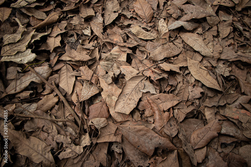 the texture of dry leaf