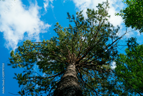  tree bottom view of a branch against a blue sky © grafchitaru