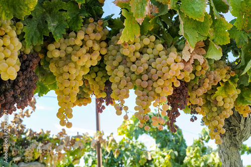 Ripe white grape growing in vineyard in Andalusia, Spain, sweet pedro ximenes or muscat, or palomino grape ready to harvest, used for production of jerez, sherry sweet and dry wines