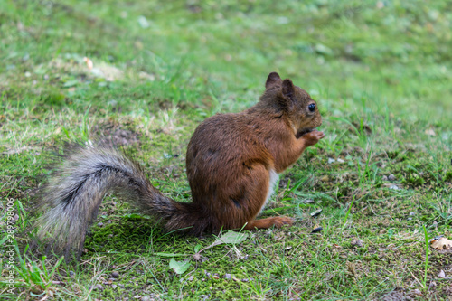 Little red squirrel nibbles nuts on the grass in a summer forest glade