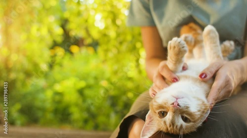 cute red kitten lies in the knees of a girl sitting on a wooden bench in the yard on background of green foliage, walk on nature with a pet, female hand caresses a cat