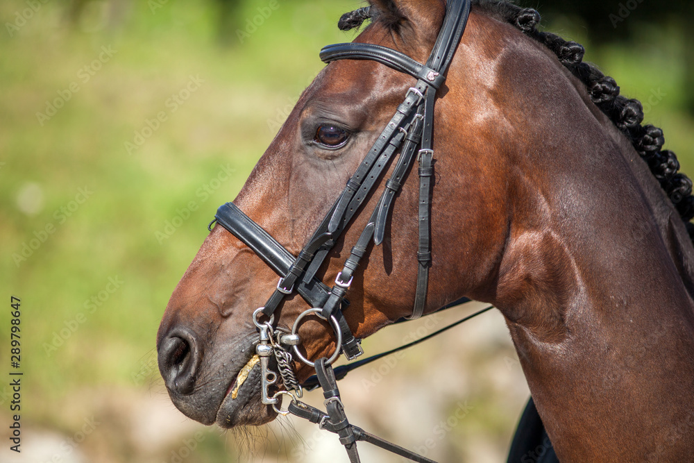 Portrait of a sports red horse with a bridle. Portrait of a sports red horse with a bridle.
