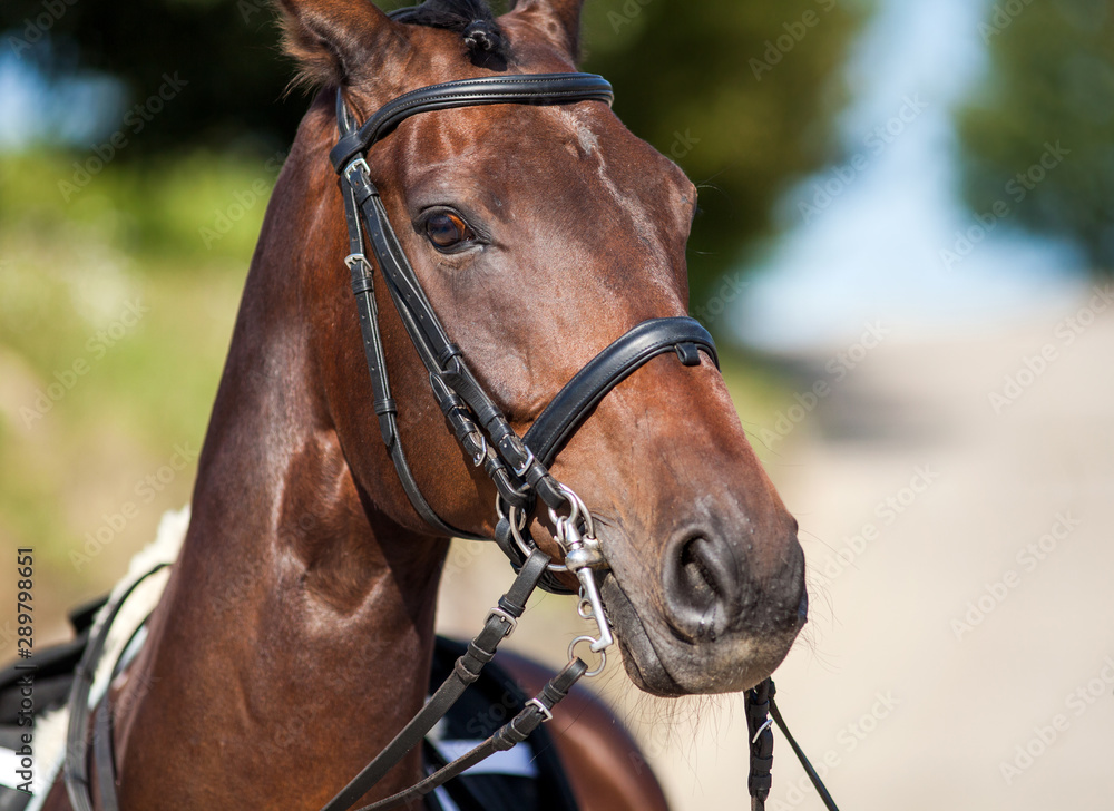 Portrait of a sports red horse with a bridle.