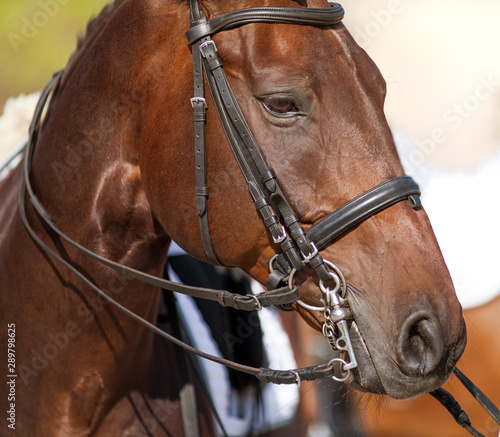 Portrait of a sports red horse with a bridle.