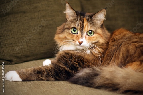 Adult cat. Beautiful multi-color coat. The cat is lying on the couch.