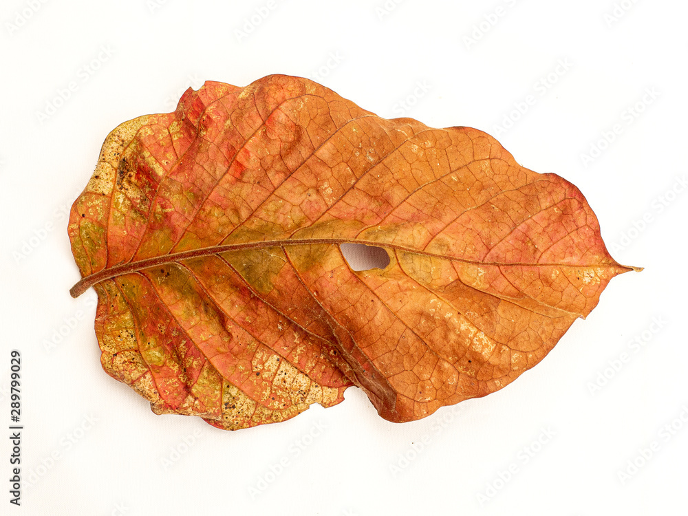 Dry Leaf in any shape and color. Dry Leaf in any shape and color.