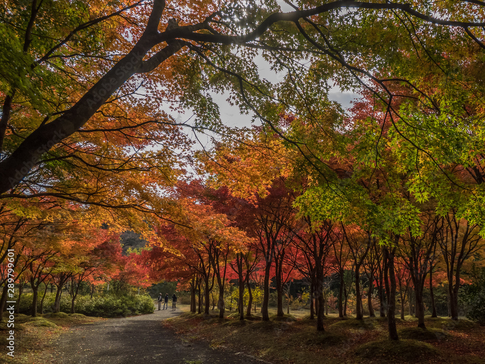 Naklejka premium 旭川ダム公園