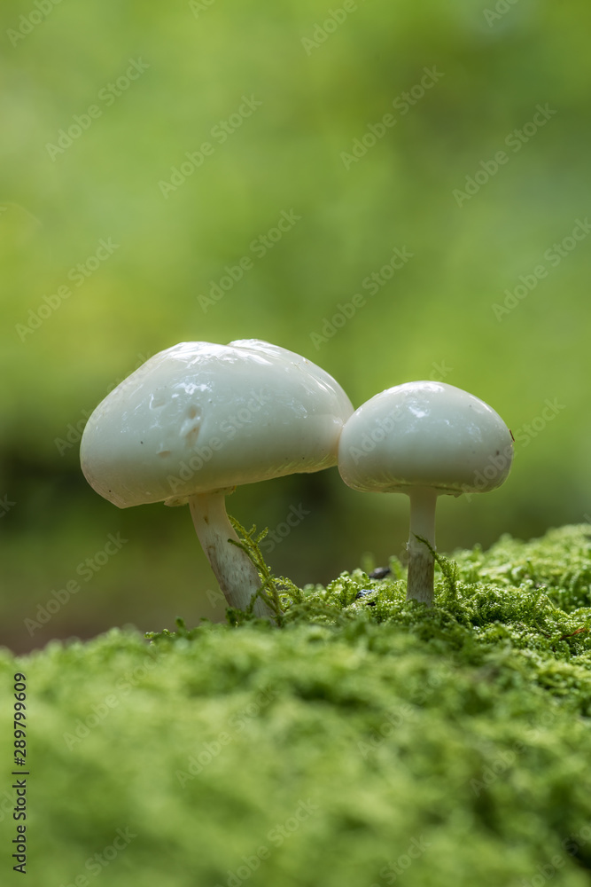Closeup mushroom in lush forest Closeup mushroom in lush forest