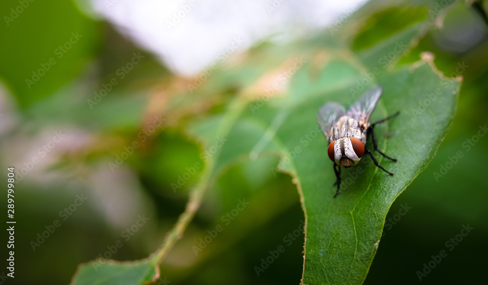 close up macro of common fly or housefly close up macro of common fly or housefly