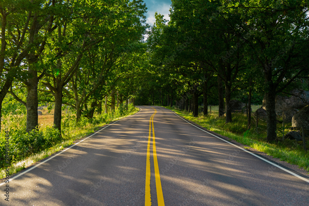 Fototapeta premium Road to Summer