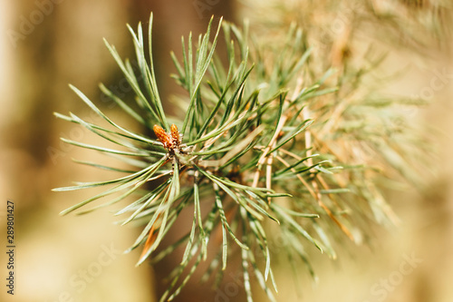 Closeup picture of a pine tree branch