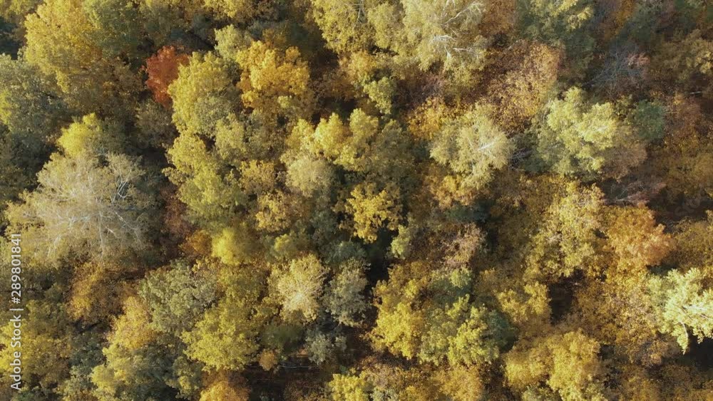 Swirling Autumn Peaks In The Forest Swirling Autumn Peaks In The Forest