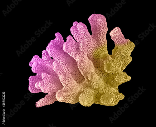 Coral isolated on black background