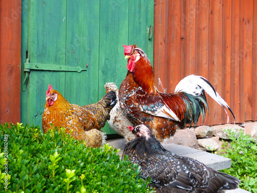 Photography Colorful rooster on a Skansen farm, Stockholm, Sweden