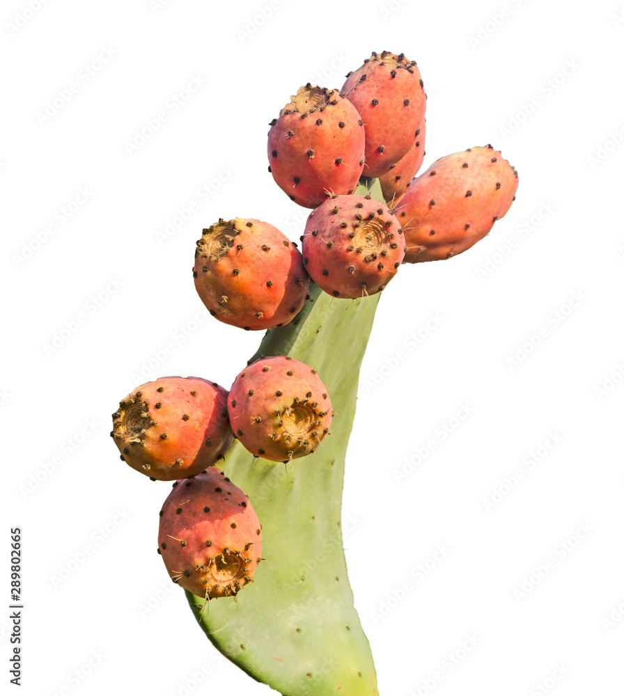 Cactus isolated on white background Cactus isolated on white background