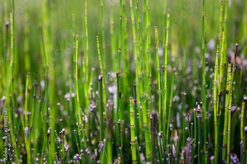 Background of Horsetail In Closeup