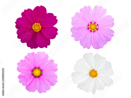 Set of cosmos flowers isolated on white backgruoud.