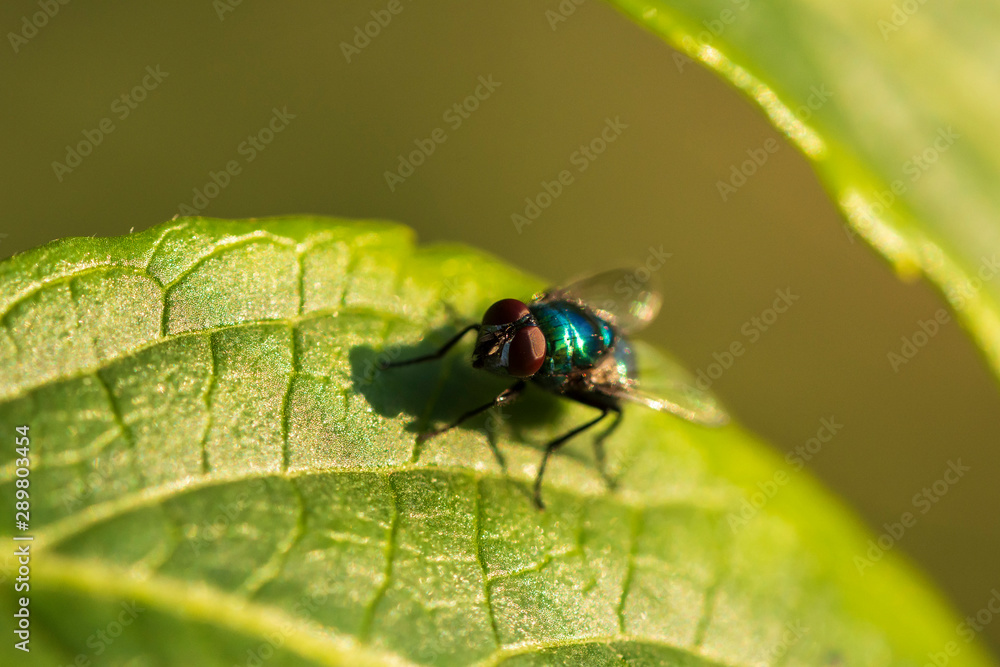 eine Fliege mit glänzenden blauen Körper auf einem Blatt eine Fliege mit glänzenden blauen Körper auf einem Blatt