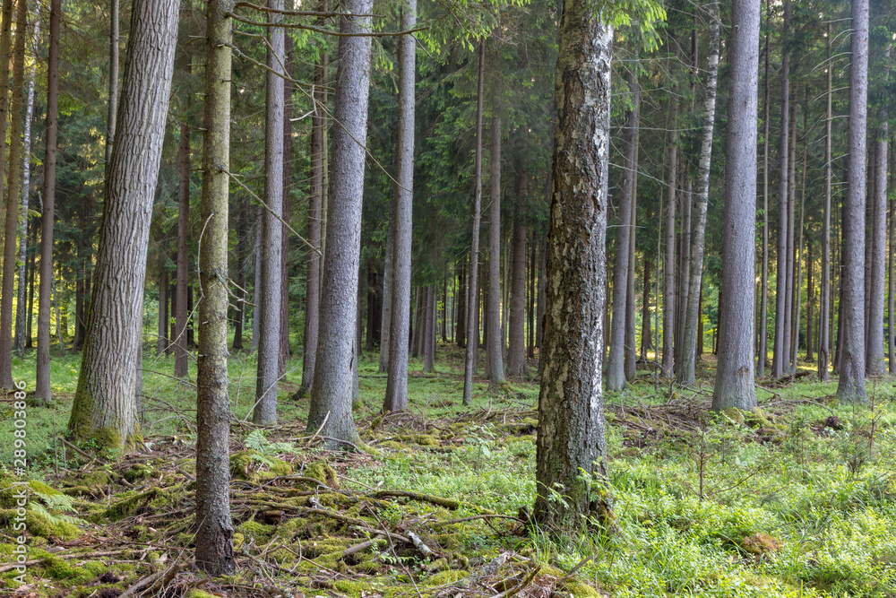 Rich coniferous forest in sunset Rich coniferous forest in sunset