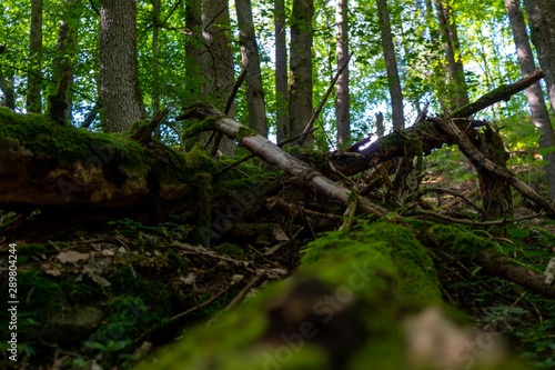 Wald mit umgestürtzem Baum und Moos