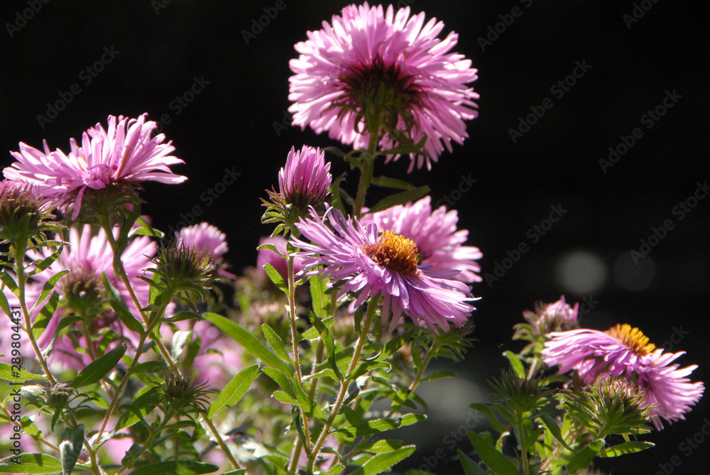 Obraz premium Garden of Monet