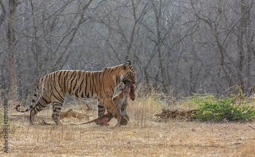 Tigress with Deer Kill © Narendra