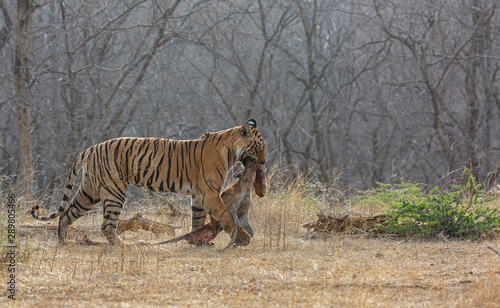 Photography Tigress with Deer Kill