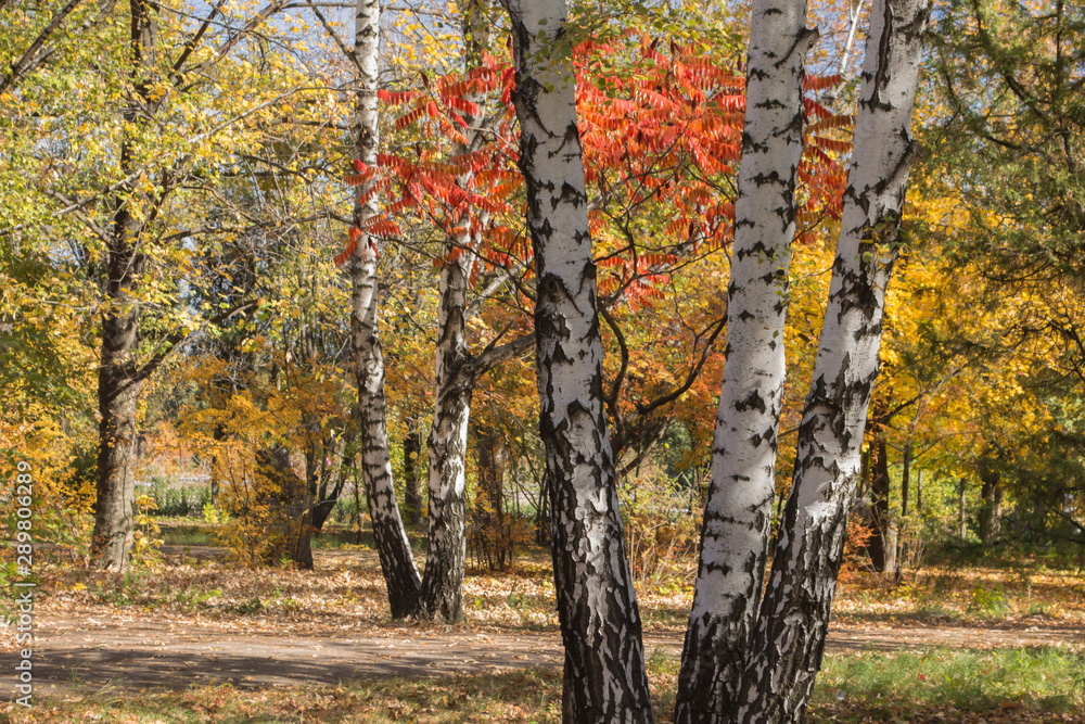 Fototapeta premium Birch trunk in the autumn рark