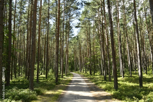 Fototapeta Naklejka Na Ścianę i Meble -  The breathtaking forest road to Bialogora