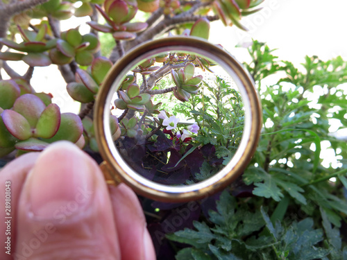 Foto view of a plant through a concave hand lens