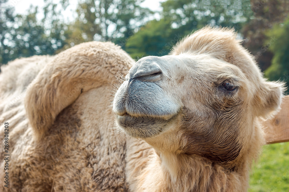 Obraz premium camel in the zoo close-up