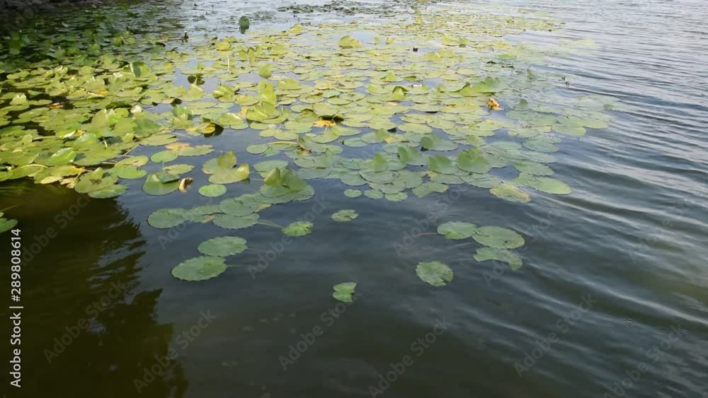 Background of dark water with green leaves in the river. Background of dark water with green leaves in the river.