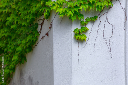 Vine variety Parthenocissus tricuspidata Veitchii, or Victoria creeper, or Boston Ivy, bright green waxy leaves on long sprout grow climbs clings tiny suction cups on building exterior wall